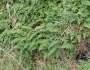 Polypodium glycyrrhiza image