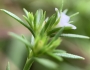 Polypremum procumbens image