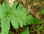 Polystichum acrostichoides image