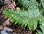 Polystichum braunii image
