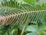 Polystichum imbricans image