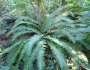 Polystichum munitum image