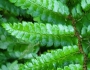 Polystichum polyblepharum image