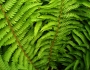 Polystichum setiferum image