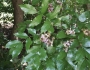 Pongamia pinnata image