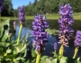 Pontederia cordata image