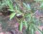 Populus angustifolia image