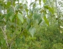 Populus balsamifera image