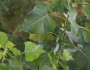 Populus deltoides image