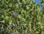 Populus fremontii image