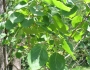 Populus grandidentata image