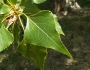 Populus nigra image
