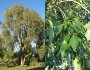 Populus simonii image