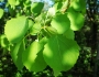 Populus tremula image