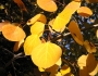 Populus tremuloides image