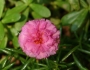 Portulaca grandiflora image