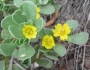 Portulaca oleracea image