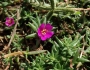 Portulaca pilosa image