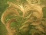 Potamogeton amplifolius image