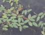 Potamogeton diversifolius image
