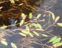 Potamogeton epihydrus image