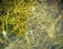 Potamogeton foliosus image