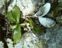 Potamogeton gramineus image