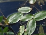 Potamogeton natans image