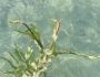 Potamogeton praelongus image