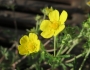 Potentilla argentea image