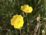 Potentilla gracilis image