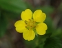 Potentilla simplex image