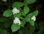 Pourthiaea villosa image