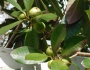 Pouteria lucuma image