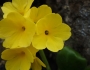 Primula auricula image