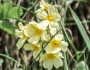 Primula elatior image