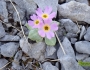 Primula laurentiana image