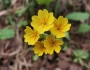 Primula veris image