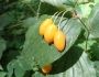 Prosartes smithii image