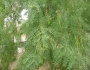 Prosopis glandulosa image