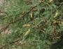 Prosopis glandulosa var. torreyana image