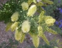 Prosopis pubescens image