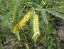 Prosopis velutina image