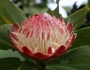Protea caffra image