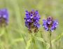 Prunella vulgaris var. lanceolata image