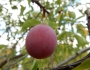 Prunus americana image
