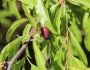 Prunus angustifolia image