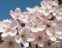 Prunus cerasifera image