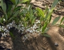 Prunus pumila var. depressa image