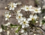 Prunus emarginata image